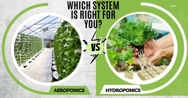 Aeroponics vs Hydroponics Which System is Right for You