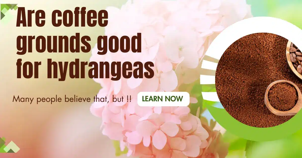 Read more about the article Are coffee grounds good for hydrangeas