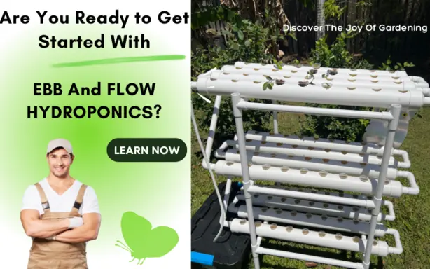 Read more about the article Ebb and Flow Hydroponics : How do you set it up?