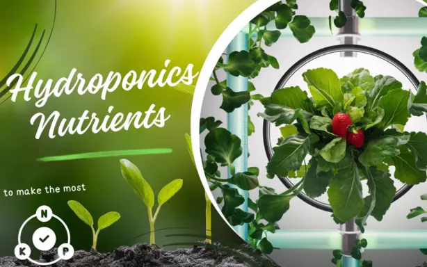Read more about the article General Hydroponics Nutrients : Mastering Hydroponic Success