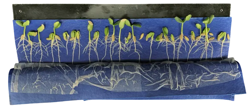Germinating hydroponic seeds using the slant Board Method