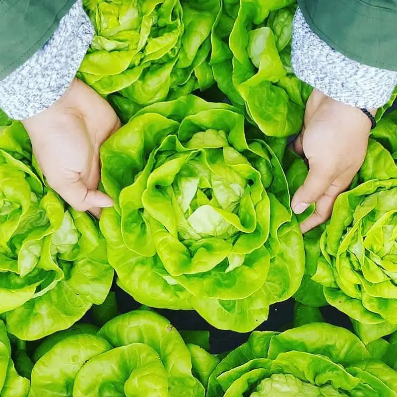 Lettuce Hydroponic Seeds