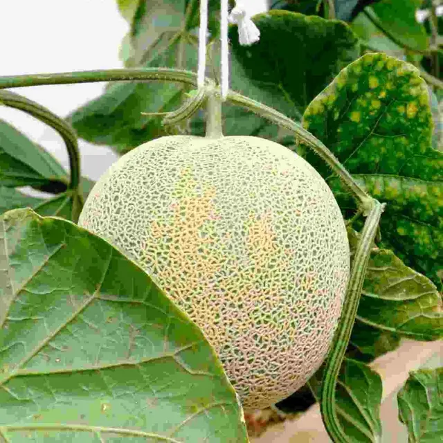 Melons Hydroponic Seeds