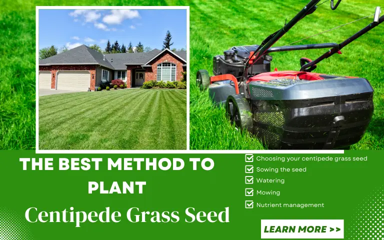 The Best Method To Plant Centipede Grass Seed