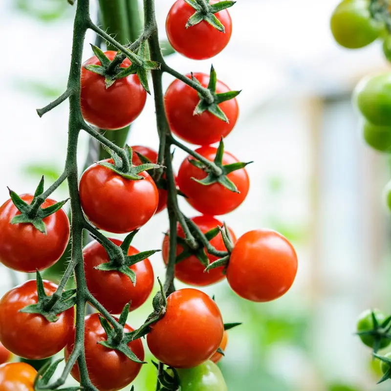 Tomatoes Hydroponic Seeds