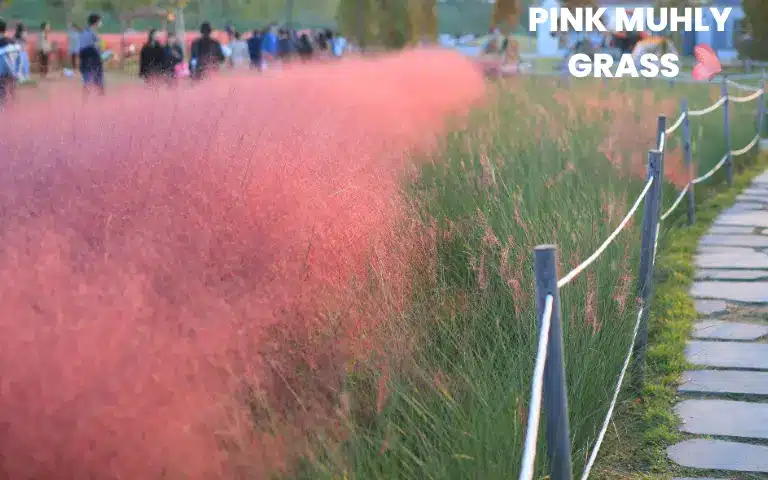 Appearance of Pink Muhly Grass