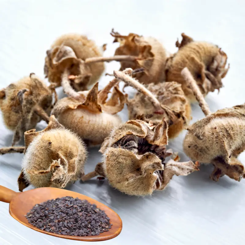 Harvesting hollyhock seeds