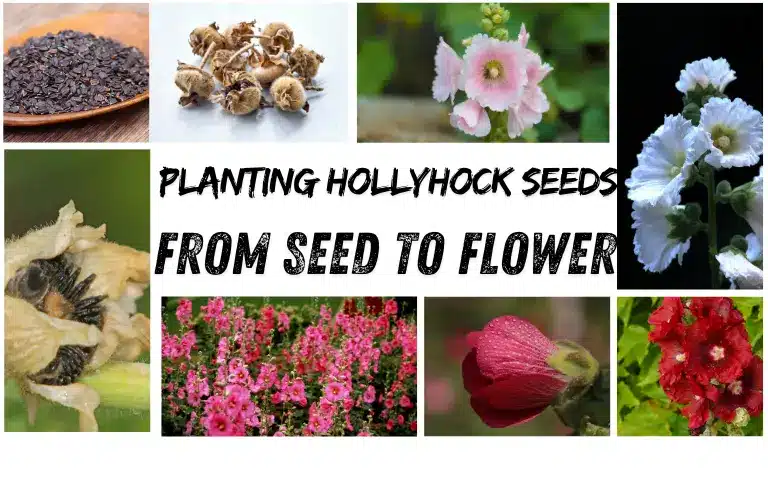 Read more about the article Hollyhock Seeds: Planting & Caring for Perennial Flowers