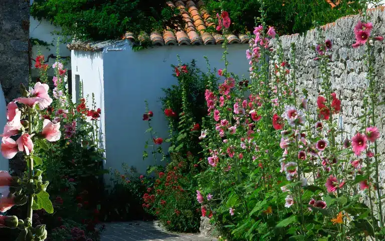 Hollyhocks Benefits