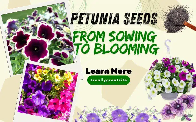 Read more about the article Petunia Seeds Guide: From Sowing to Blooming Beauty