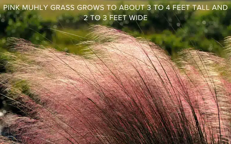 Pink Muhly Grass Characteristics