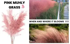 Read more about the article Pink Muhly Grass: When and Where it Blooms