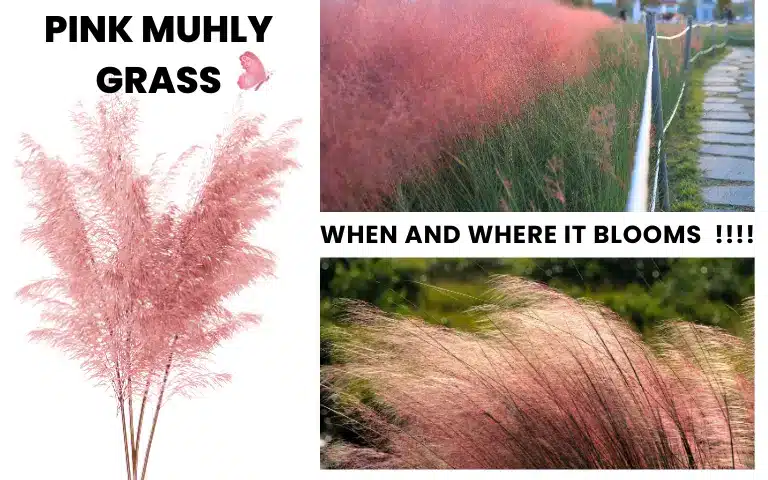 Pink Muhly Grass When and Where it Blooms