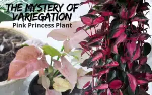 Read more about the article Pink Princess Plant: The Mystery of Variegation