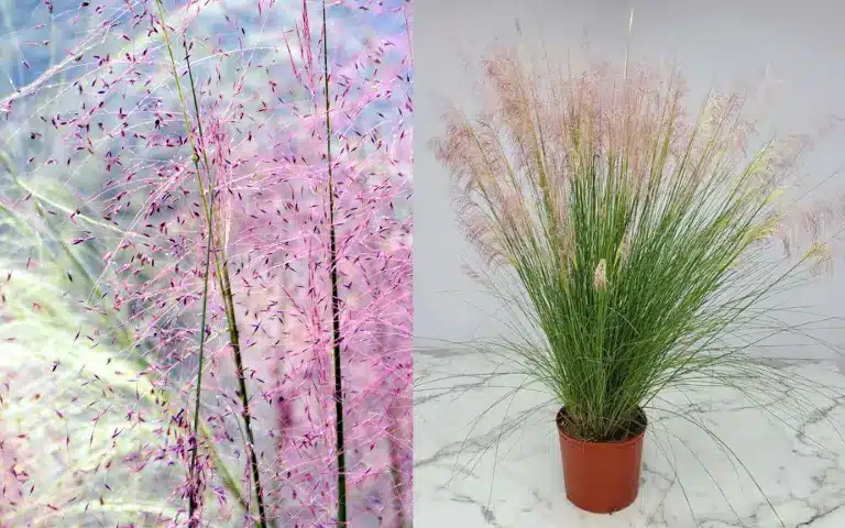 Pink muhly grass in a pot