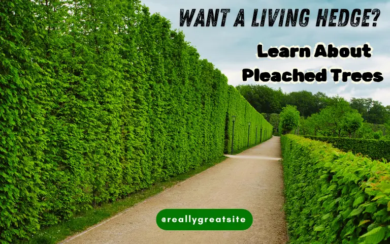 Read more about the article Want a Living Hedge? Learn About Pleached Trees & Evergreens