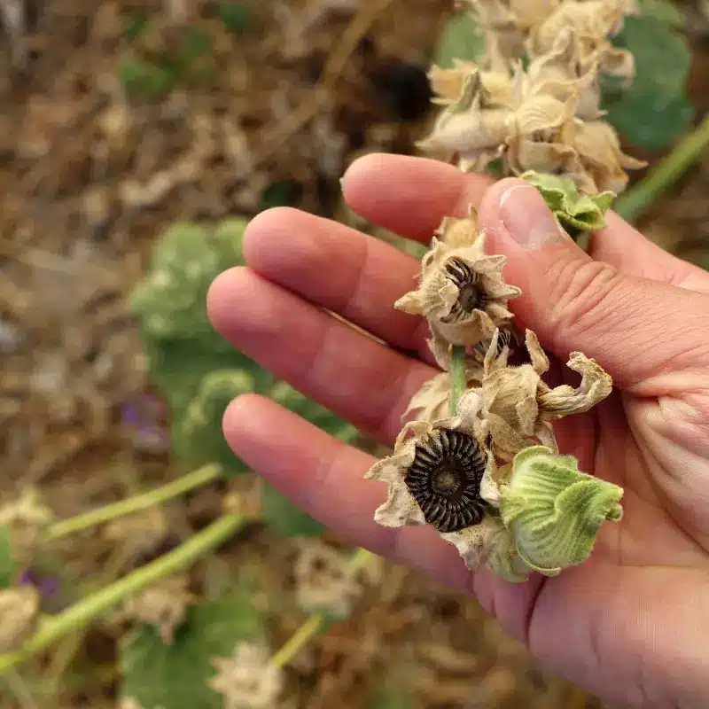 Recognizing ripe Hollyhock Seeds