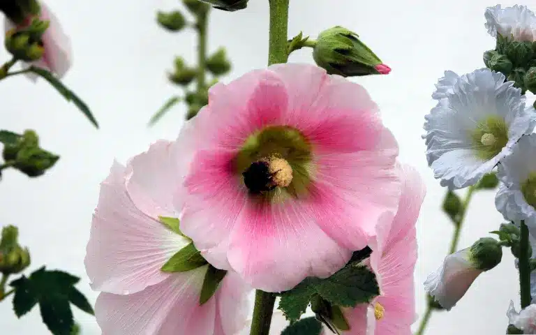 Saving hollyhock seeds for Next Year