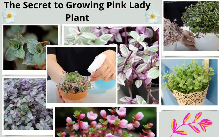 Read more about the article The Secret to Growing Pink Lady Plant