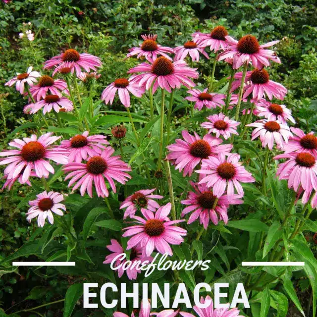 What to plant with pink muhly grass coneflowers (Echinacea)