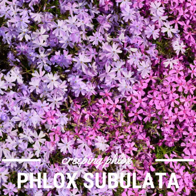 What to plant with pink muhly grass creeping phlox (Phlox subulata)