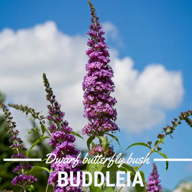 What to plant with pink muhly grass dwarf butterfly bush (Buddleia)