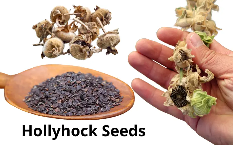 What do Hollyhock Seeds look like