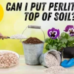 Can I Put Perlite on Top of Soil?