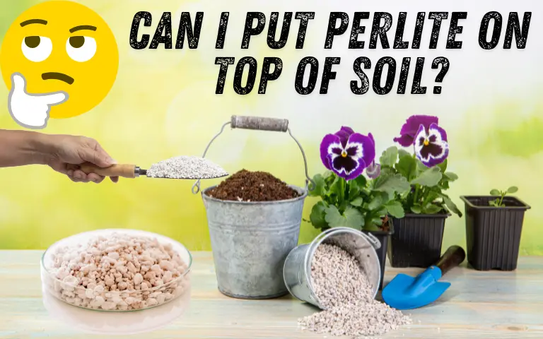 Read more about the article Can I Put Perlite on Top of Soil?
