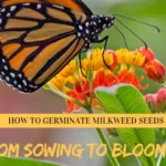 How to Germinate Milkweed Seeds: From Sowing to Blooming