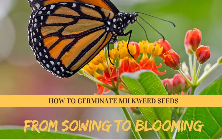 Read more about the article How to Germinate Milkweed Seeds: From Sowing to Blooming