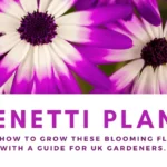 Senetti Plant: A Flower Addition to UK Gardens & Pots
