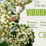 How to Plant Sweet Viburnum