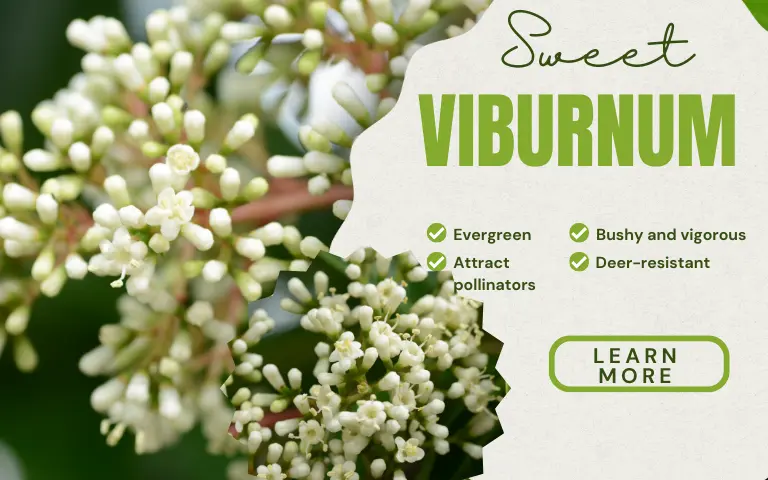 Read more about the article How to Plant Sweet Viburnum
