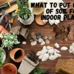 What To Put On Top Of Soil For Indoor Plants