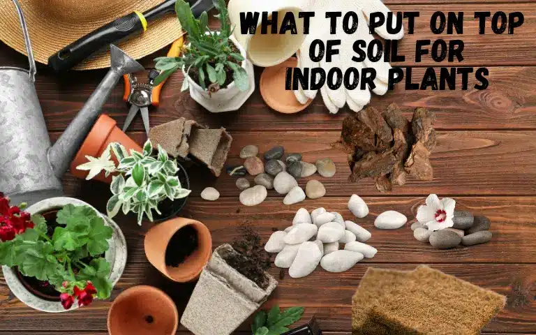 Read more about the article What To Put On Top Of Soil For Indoor Plants