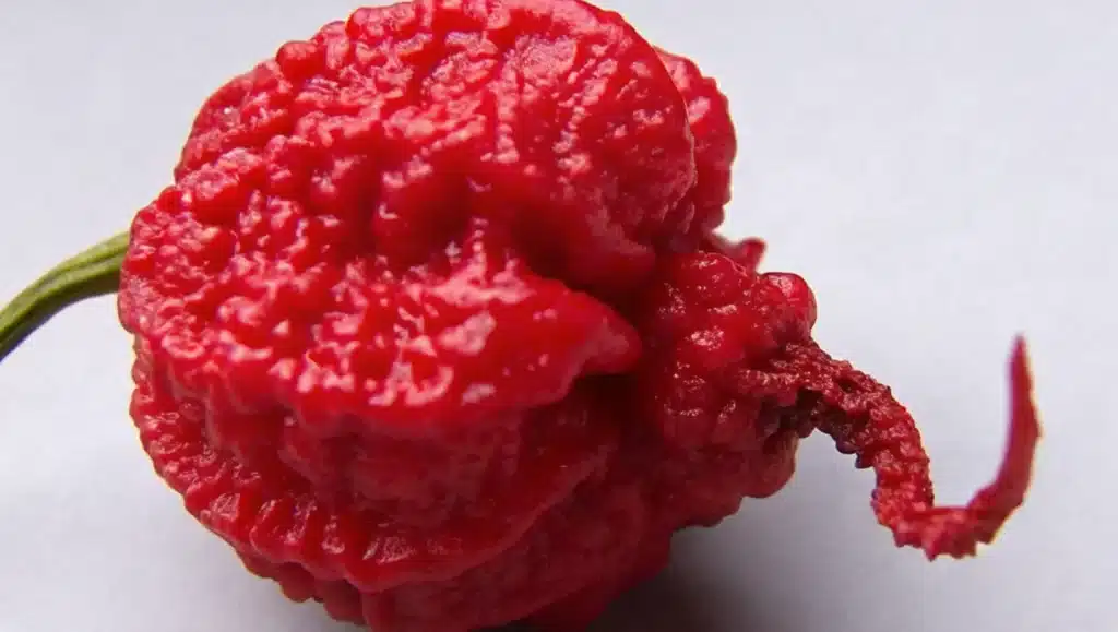 Carolina Reaper - variété de piment très piquant