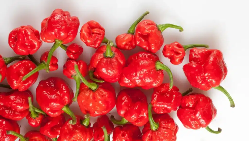 Trinidad Moruga Scorpion - piment piquant