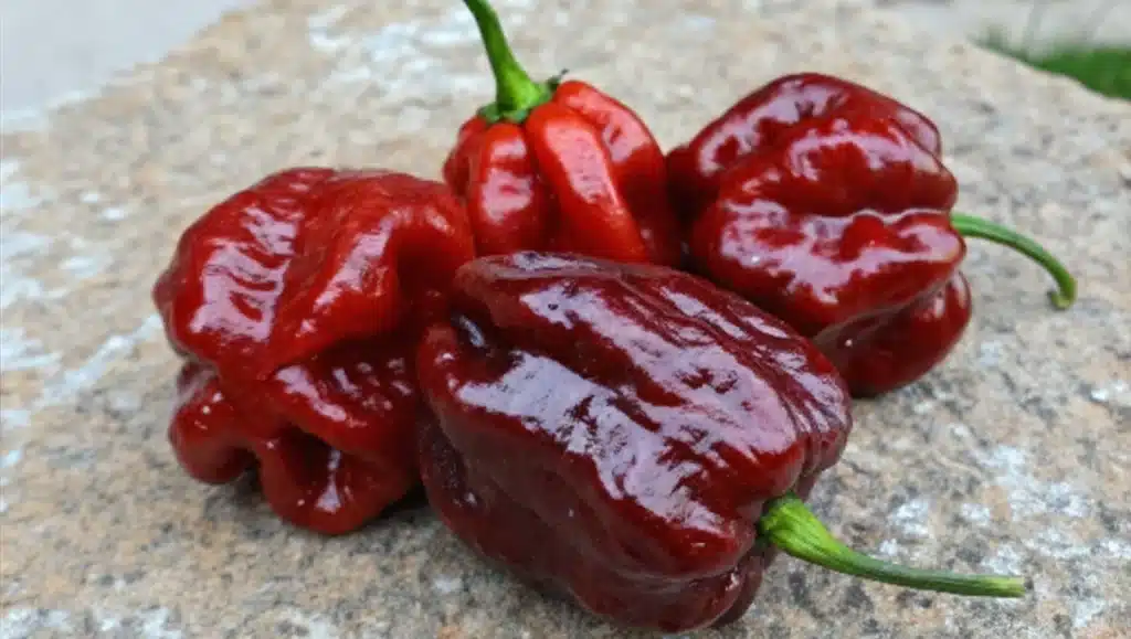 7 Pot Primo - piment rouge ultra fort